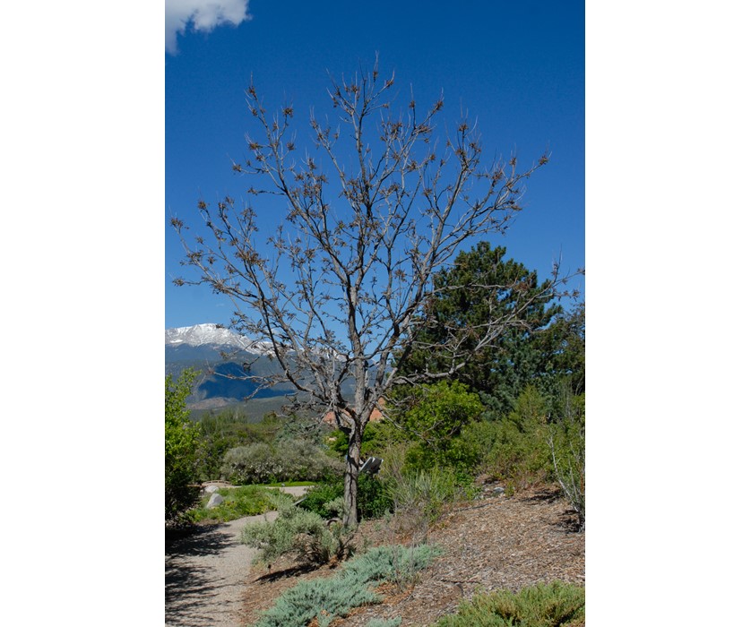 Kentucky Coffeetree